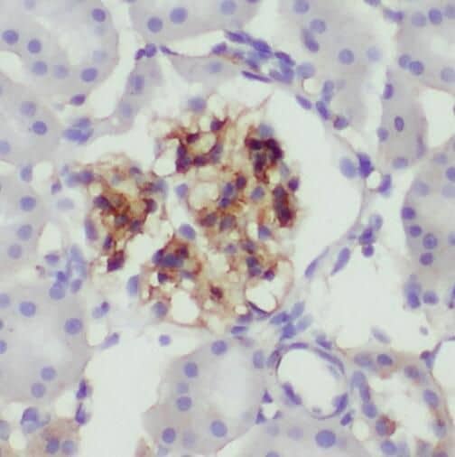 Immunohistochemistry SMPX Antibody - BSA Free