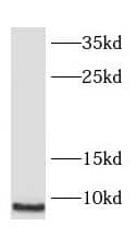 Western Blot SMPX Antibody - BSA Free