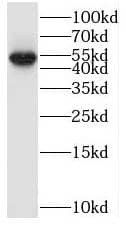 Western Blot SMCR7L Antibody - BSA Free
