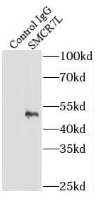 Immunoprecipitation SMCR7L Antibody - BSA Free