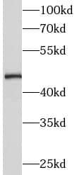 Western Blot: SMCR7 Antibody - BSA Free [NBP3-45887] - HT-1080 cells were subjected to SDS PAGE followed by western blot with (SMCR7 Antibody) at dilution of 1:300