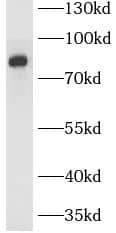 Western Blot SLCO4C1 Antibody - BSA Free