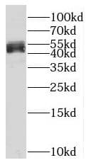 Western Blot: MLF1 Interacting Protein Antibody - BSA Free [NBP3-45908] - HepG2 cells were subjected to SDS PAGE followed by western blot with (MLF1 Interacting Protein antibody) at dilution of 1:500