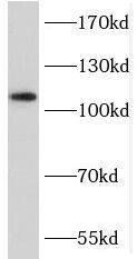 Western Blot MICALL2 Antibody - BSA Free
