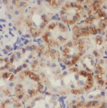 Immunohistochemistry: MGME1 Antibody - BSA Free [NBP3-45919] - Immunohistochemistry of paraffin-embedded human kidney slide using (MGME1 Antibody) at dilution of 1:50
