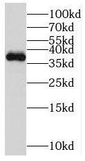 Western Blot: MGME1 Antibody - BSA Free [NBP3-45919] - Jurkat cells were subjected to SDS PAGE followed by western blot with (MGME1 antibody) at dilution of 1:1000