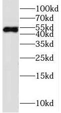 Western Blot TETRAN Antibody - BSA Free
