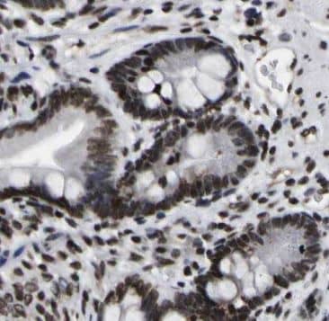 Immunohistochemistry methyltransferase like 9 Antibody - BSA Free