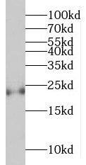 Western Blot: MED20 Antibody - BSA Free [NBP3-45939] - K562 cells were subjected to SDS PAGE followed by western blot with (MED20 antibody) at dilution of 1:1000
