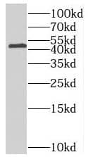 Western Blot MAGT1 Antibody - BSA Free