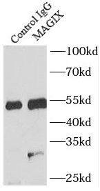 Immunoprecipitation: MAGIX Antibody - BSA Free [NBP3-45967] - IP Result of anti-MAGIX (IP:, 3ug; Detection: 1:300) with mouse testis tissue lysate 4800ug.