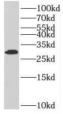 Western Blot: MAGIX Antibody - BSA Free [NBP3-45967] - Mouse testis tissue were subjected to SDS PAGE followed by western blot with ( MAGIX Antibody) at dilution of 1:300