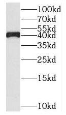 Western Blot MAB21L2 Antibody - BSA Free