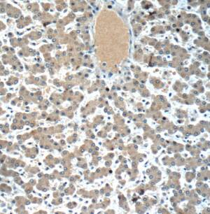 Immunohistochemistry: LYRM7 Antibody - BSA Free [NBP3-45982] - Immunohistochemistry of paraffin-embedded human liver using (LYRM7 antibody) at dilution of 1:50