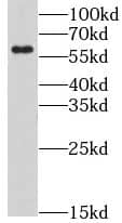 Western Blot: Ly-6G6F Antibody - BSA Free [NBP3-45983] - HepG2 cells were subjected to SDS PAGE followed by western blot with (Ly-6G6F antibody) at dilution of 1:500