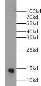 Western Blot: Ly6D Antibody - BSA Free [NBP3-45987] - Mouse spleen tissue were subjected to SDS PAGE followed by western blot with (Ly6D Antibody) at dilution of 1:300