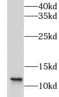 Western Blot: LSM8 Antibody - BSA Free [NBP3-45992] - HeLa cells were subjected to SDS PAGE followed by western blot with (LSM8 antibody) at dilution of 1:600