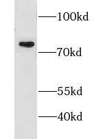 Western Blot LSG1 Antibody - BSA Free