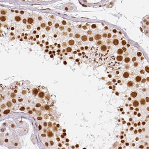 Immunohistochemistry LSG1 Antibody - BSA Free