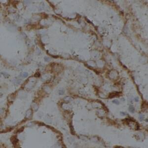 Immunohistochemistry: LMF2 Antibody - BSA Free [NBP3-46015] - Immunohistochemistry of paraffin-embedded human kidney using (LMF2 antibody) at dilution of 1:100