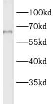 Western Blot LMF1 Antibody - BSA Free