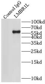 Immunoprecipitation LMBR1L Antibody - BSA Free
