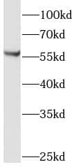 Western Blot LMBR1L Antibody - BSA Free