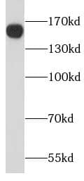 Western Blot Liprin alpha 1 Antibody - BSA Free