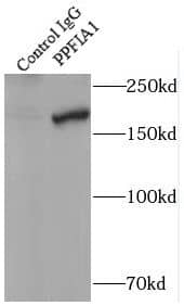 Immunoprecipitation Liprin alpha 1 Antibody - BSA Free
