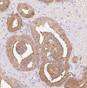 Immunohistochemistry Liprin alpha 1 Antibody - BSA Free