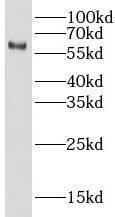 Western Blot LIN9 Antibody - BSA Free