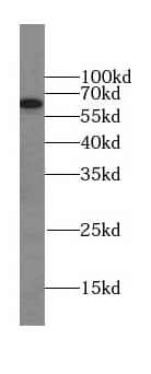 Western Blot: LGTN Antibody - BSA Free [NBP3-46026] - HeLa cells were subjected to SDS PAGE followed by western blot with (LGTN antibody) at dilution of 1:500