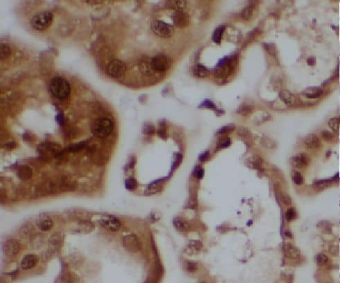 Immunohistochemistry LENG9 Antibody - BSA Free