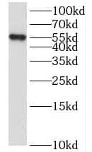 Western Blot LENG9 Antibody - BSA Free