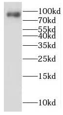 Western Blot LENG8 Antibody - BSA Free