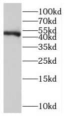 Western Blot: LDB1 Antibody - BSA Free [NBP3-46034] - HEK-293 cells were subjected to SDS PAGE followed by western blot with (LDB1 antibody) at dilution of 1:400