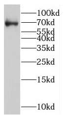 Western Blot LCORL Antibody - BSA Free