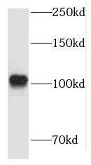 Western Blot LARS2 Antibody - BSA Free