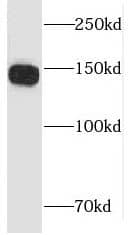 Western Blot: LARP1 Antibody - BSA Free [NBP3-46040] - HEK-293T cells were subjected to SDS PAGE followed by western blot with (LARP1 antibody) at dilution of 1:5000