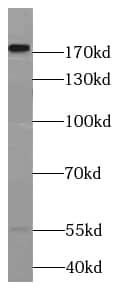 Western Blot LAMC3 Antibody - BSA Free