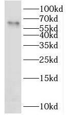 Western Blot LAD1 Antibody - BSA Free