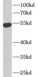 Western Blot: IFIT1 Antibody - BSA Free [NBP3-46054] - U-937 cells were subjected to SDS PAGE followed by western blot with (IFIT1 Antibody) at dilution of 1:600