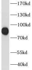 Western Blot: HYDIN1 Antibody - BSA Free [NBP3-46061] - Transfected HEK-293 cells were subjected to SDS PAGE followed by western blot with (HYDIN1 Antibody) at dilution of 1:1000