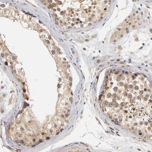 Immunohistochemistry: HYDIN1 Antibody - BSA Free [NBP3-46061] - Immunohistochemistry of paraffin-embedded human testis tissue slide using (HYDIN1 Antibody) at dilution of 1:50