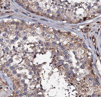 Immunohistochemistry: Hyaluronidase 4/HYAL4 Antibody - BSA Free [NBP3-46062] - Immunohistochemistry of paraffin-embedded human testis tissue slide using (Hyaluronidase 4/HYAL4 Antibody) at dilution of 1:50