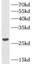 Western Blot: HVCN1 Antibody - BSA Free [NBP3-46065] - Raji cells were subjected to SDS PAGE followed by western blot with (HVCN1 Antibody) at dilution of 1:600