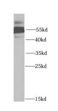 Western Blot: 5-HT3A Antibody - BSA Free [NBP3-46068] - Mouse lung tissue were subjected to SDS PAGE followed by western blot with (5-HT3A antibody) at dilution of 1:1000