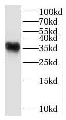 Western Blot: HSD3B7 Antibody - BSA Free [NBP3-46073] - Mouse liver tissue were subjected to SDS PAGE followed by western blot with (HSD3B7 antibody) at dilution of 1:500