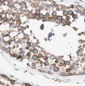 Immunohistochemistry: Beta Hydroxysteroid Dehydrogenase Antibody - BSA Free [NBP3-46074] - Immunohistochemistry of paraffin-embedded human testis using (Beta Hydroxysteroid Dehydrogenase antibody) at dilution of 1:100