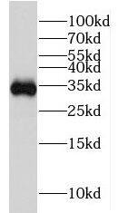 Western Blot hydroxysteroid (17-beta) dehydrogenase 11 Antibody - BSA Free